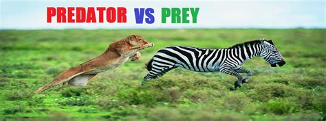 predator vs prey model